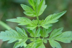 <p>an organism that makes its own food</p>