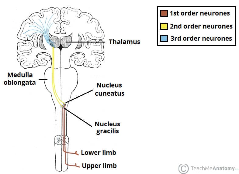 <p>Posterior part of medulla oblongata, </p><p>in the depth of homonymous tubercles (cranial end of gracilis and cuneatus fasciculi)</p>