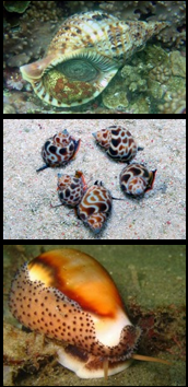 <p>Why phylum, class, and subclass are these?</p>