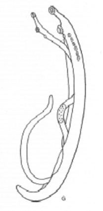 <p>What trematode body shape is this?</p>
