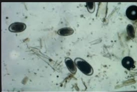 <p>what is it (Bloodworms)</p>
