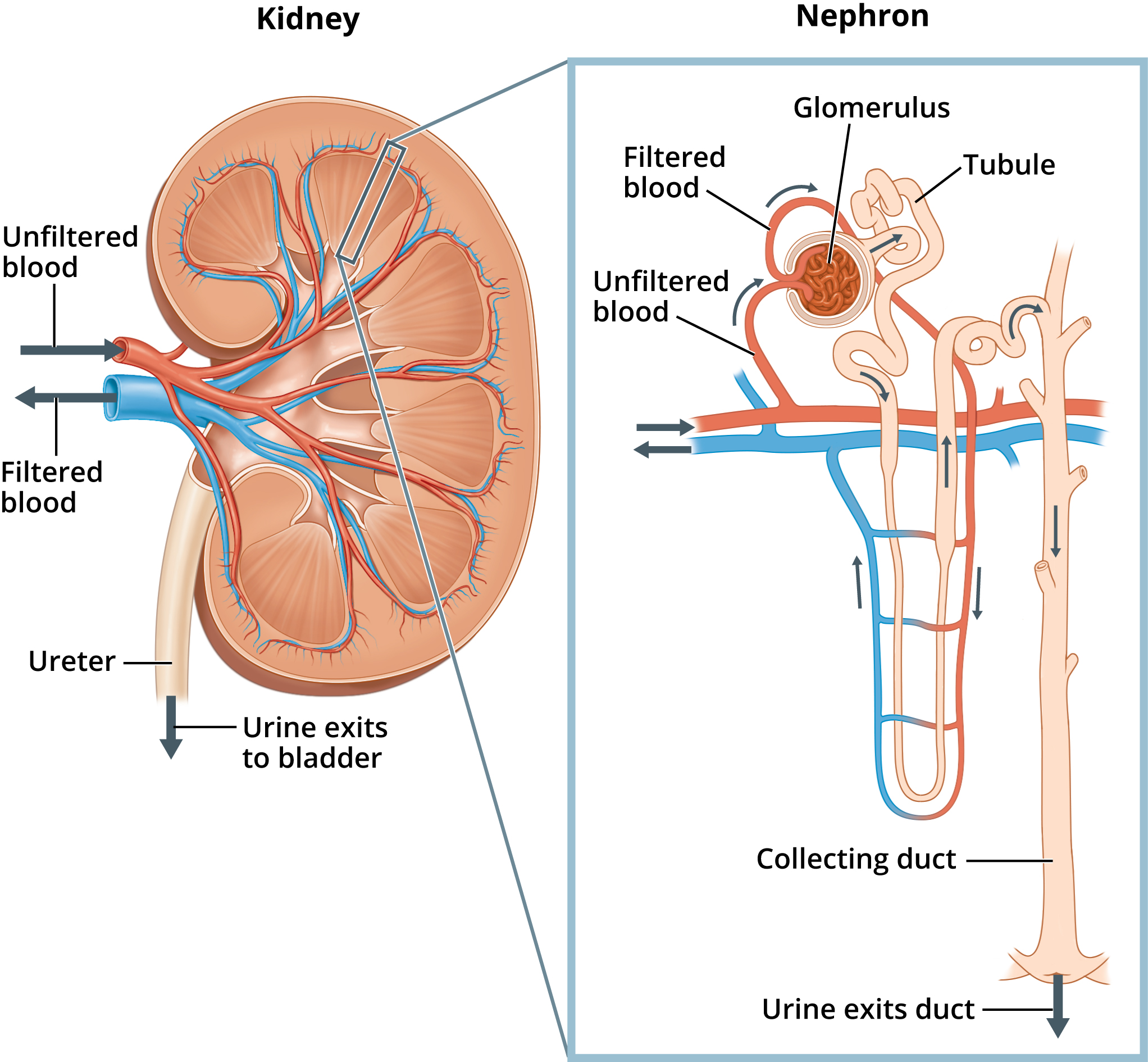<p>Kidney has many many nephrons which span the renal cortex and the deeper, renal medulla. </p><p>Each nephron has its own blood supply to filter</p><p>Main blood network is the renal artery and the renal vein</p><p>Minor and major calyx collect urine from the renal pyramids and direct it to the renal pelvis to be excreted.</p>