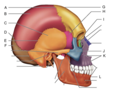 <p>Identify the structure labeled I.</p><p>A. Nasal bone</p><p>B. Ethmoid bone</p><p>C. Frontal bone</p><p>D. Temporal bone</p><p>E. Squamous suture</p><p>F. Sphenoid bone</p><p>G. Lambdoid suture</p><p>H. Mandible</p><p>I. Parietal bone</p><p>J. Occipital bone</p><p>K.Maxilla</p><p>L. Coronal suture</p>