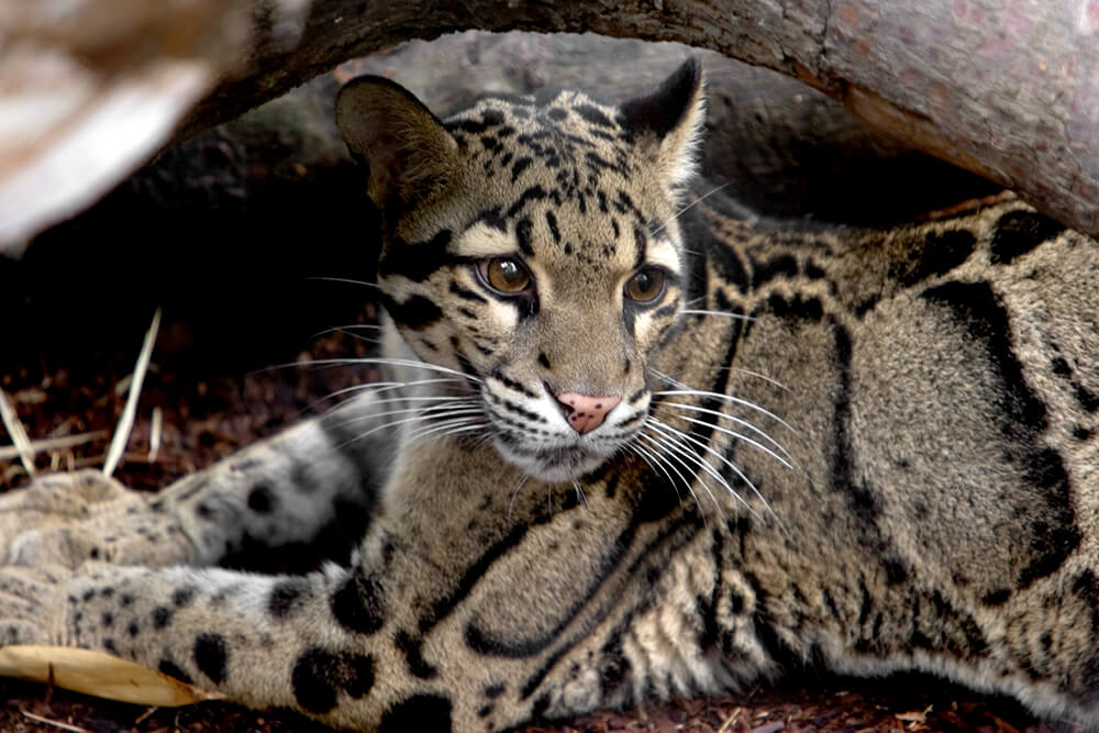 <p>Clouded Leopard </p>