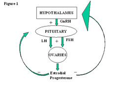 <p>FSH & LH</p>