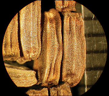 <p>Identify the seed</p>