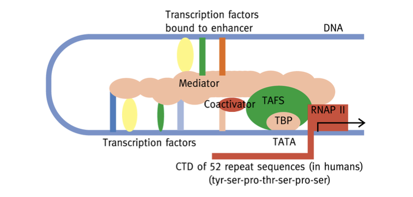 <p>Regroupement d’éléments (distance jusqu’à pls milliers de bases, amont ou aval) pouvant moduler positivement l’expression du gène (stimulation jusqu’à 200x).</p><p>Enhanceosome : facteurs de transcription liés à l’enhancer et courbant l’ADN pour se lier au promoteur </p>