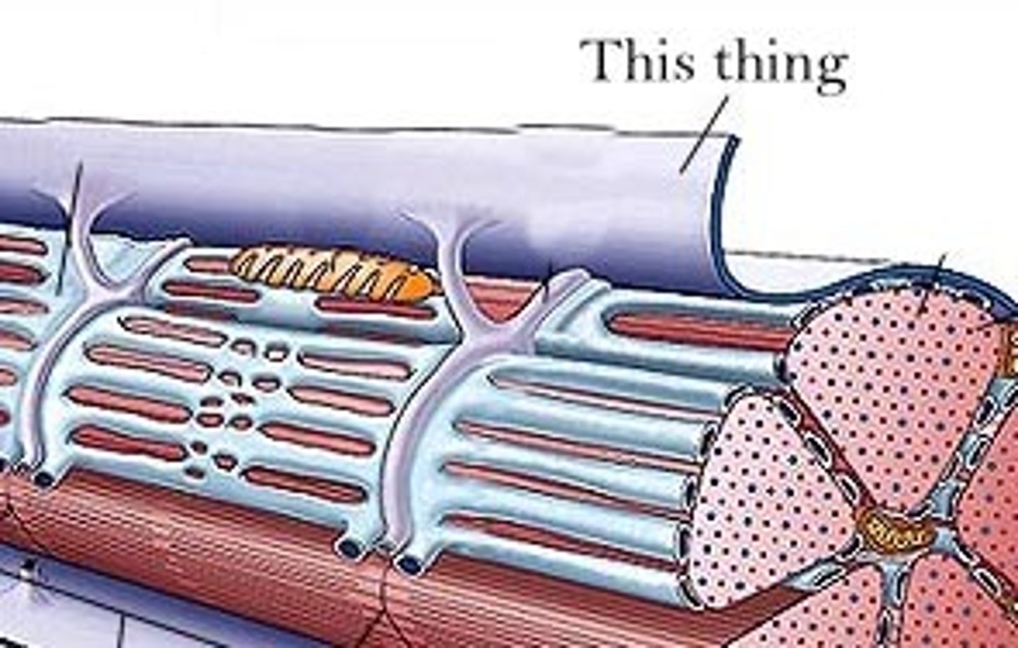<p>Plasma membrane of a muscle fiber.</p>