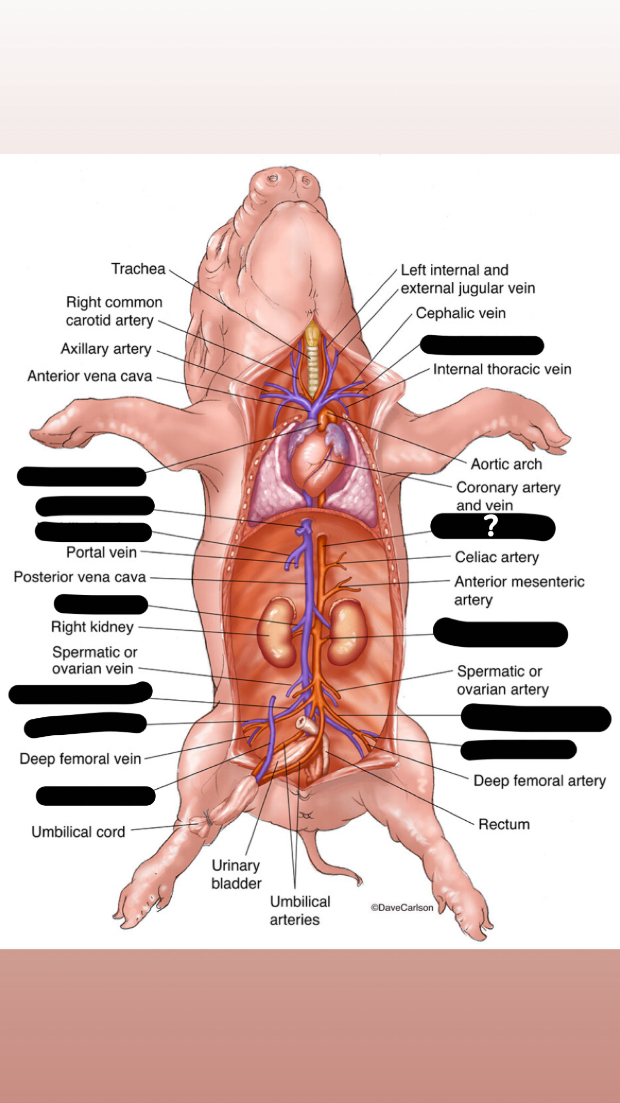 term image