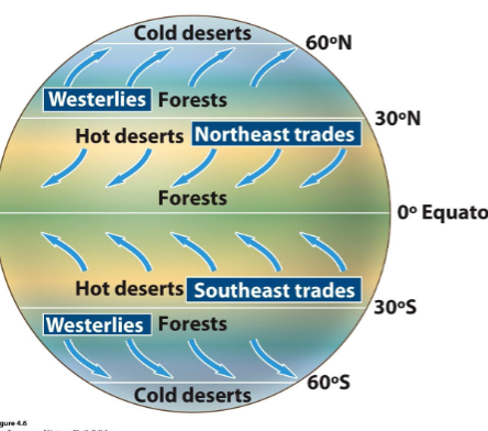 <p>air on surface in northern Hadley cell moves from NE to SW</p><p></p>