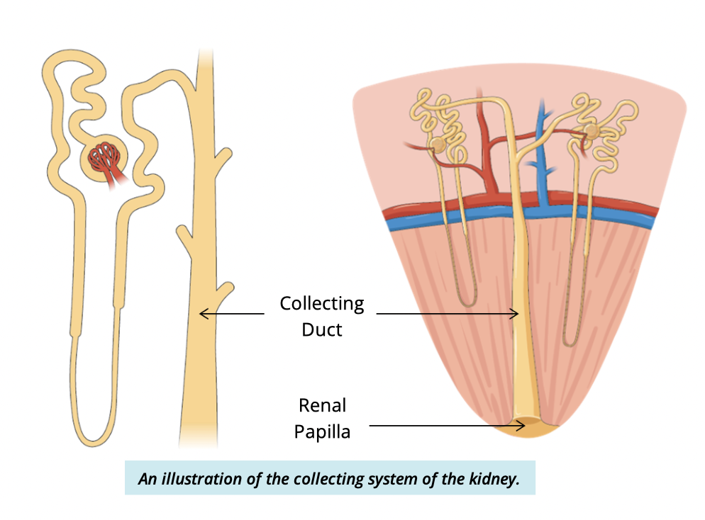 <ol><li><p>Into collecting tubules → </p></li><li><p>collecting ducts in the renal medulla </p></li></ol><p></p>