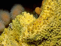 <p>What is the scientific name of the Boring Sponge?</p>