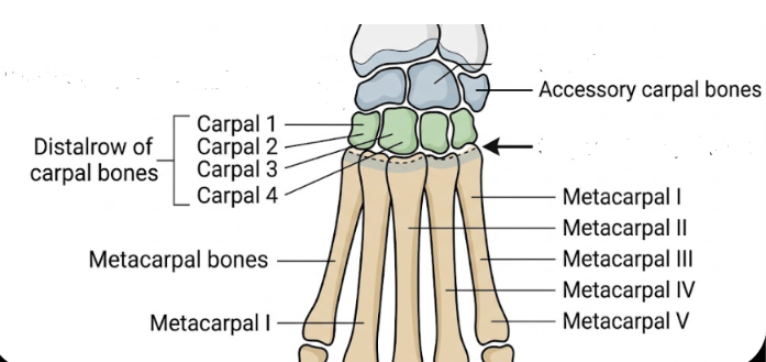 <p>This is found between the distal row of carpal bones and the metacarpal bones </p>