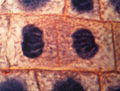 <p>Identify the phase of the cell cycle.</p>