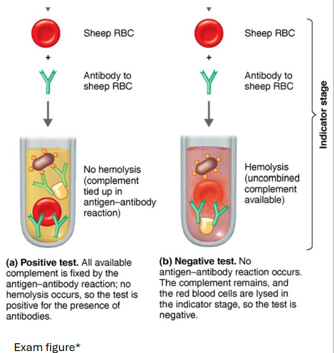 <p>• If complements are not available (Fixed in the complement fixation stage), No RBC Hemolysis.</p><p>• Hemolysis of the RBC Indicates a negative test </p><p></p><p><strong>Positive</strong>: Sheep RBC added → sheep antibody bind to the sheep RBC → complement proteins are unavailable because it is already bind to the immune complex → sheep RBC does not get lysed</p><p><strong>Negative</strong>: Sheep RBC added → sheep antibody bind to the sheep RBC → complement proteins are available because it is not bind to the immune complex → sheep RBC gets lysed</p>