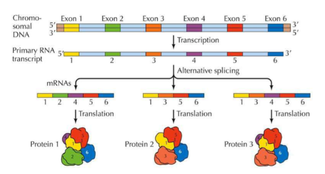 <ul><li><p><strong><u><mark data-color="yellow" style="background-color: yellow; color: inherit;">Alternative splicing</mark></u></strong> is a regulated process during gene expression that results in a single gene coding for <em><u>multiple proteins.</u></em> In this process, particular exons of a gene may be included within or excluded from the final, processed <strong>mRNA</strong> produced from that gene → <mark data-color="yellow" style="background-color: yellow; color: inherit;">it increases the variety of proteins that can be made from a single mRNA transcript!</mark></p></li></ul><p></p>