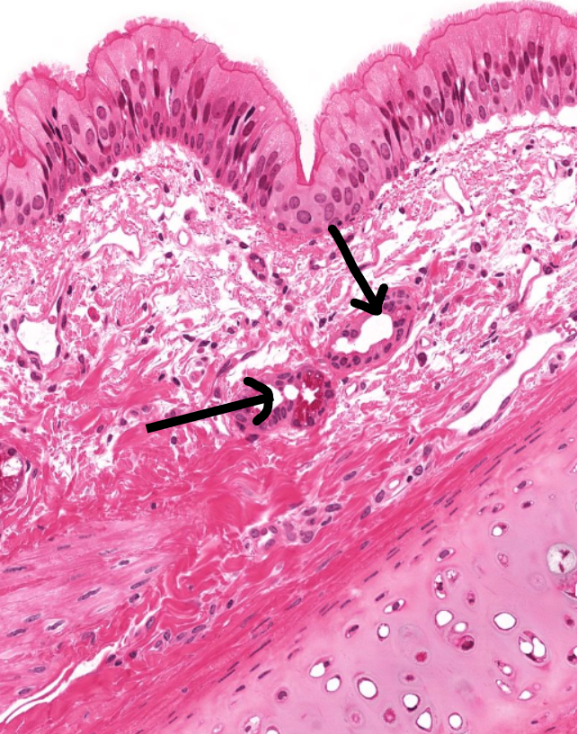 <p>Identify the structures </p>
