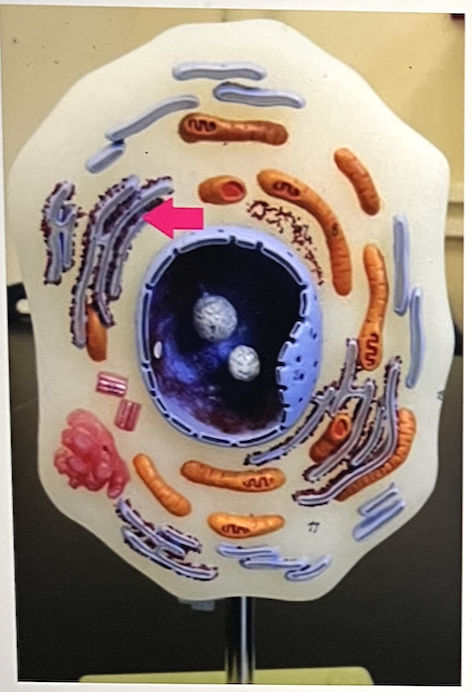 <p>identify the cell part</p>