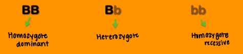 <p><strong>Genotypes (__ __ (pair of alleles))</strong></p><ul><li><p>_________: an indivudal possessing two of the <strong><em><u>same </u></em></strong>alleles at a locus</p><ul><li><p><span style="color: purple;"><strong>**Must specifiy whether it is recessive or dominant </strong></span></p></li></ul></li></ul><p></p>