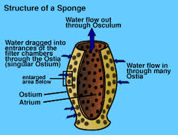 <p><span>minute, pore-like openings on the surface of sponges (phylum Porifera) that allow water to flow into their bodies for feeding, respiration, and excretion</span></p>