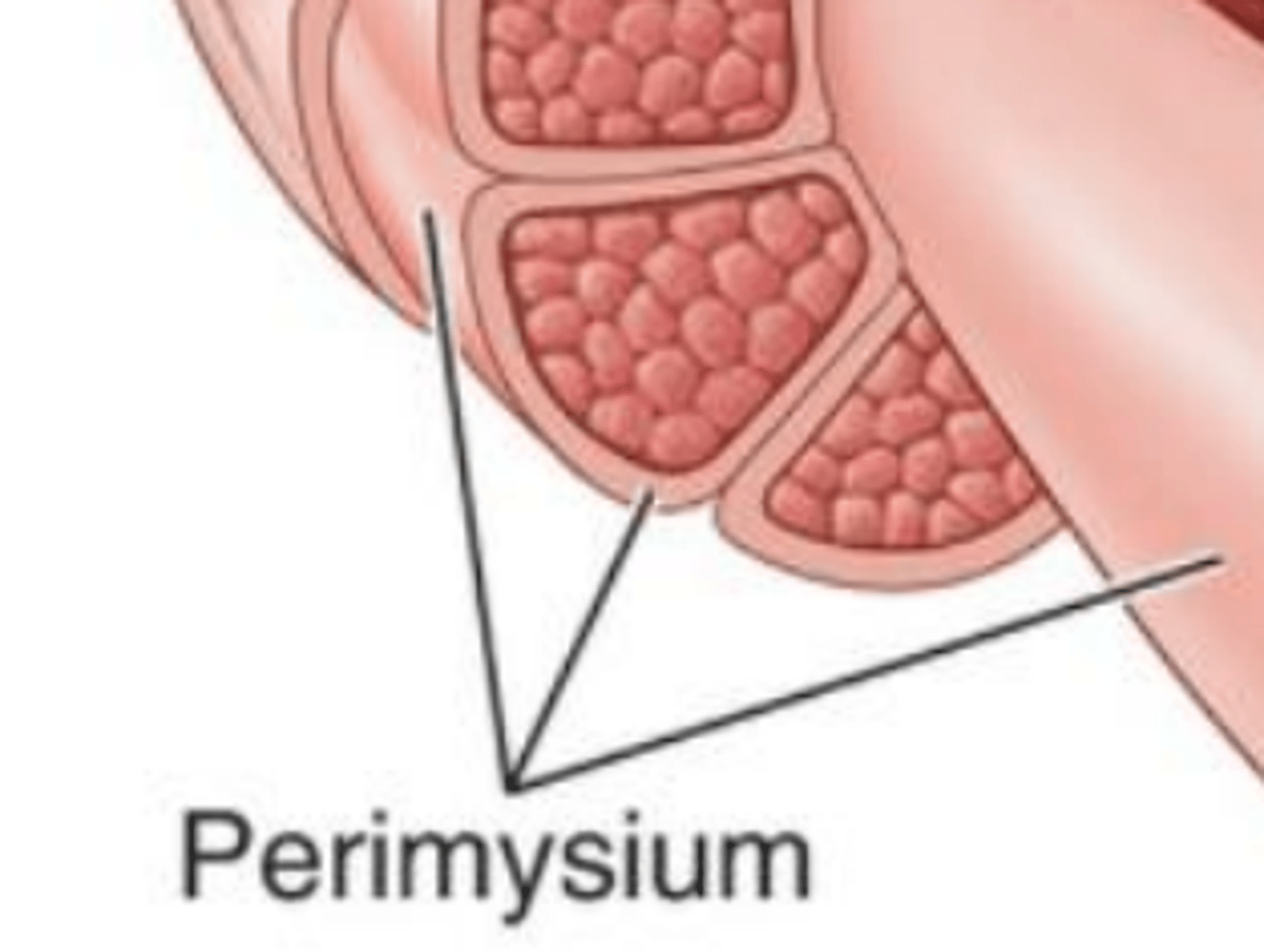 <p>Connective tissue surrounding a fascicle. Fascicles are small compartments of muscle fibers.</p>