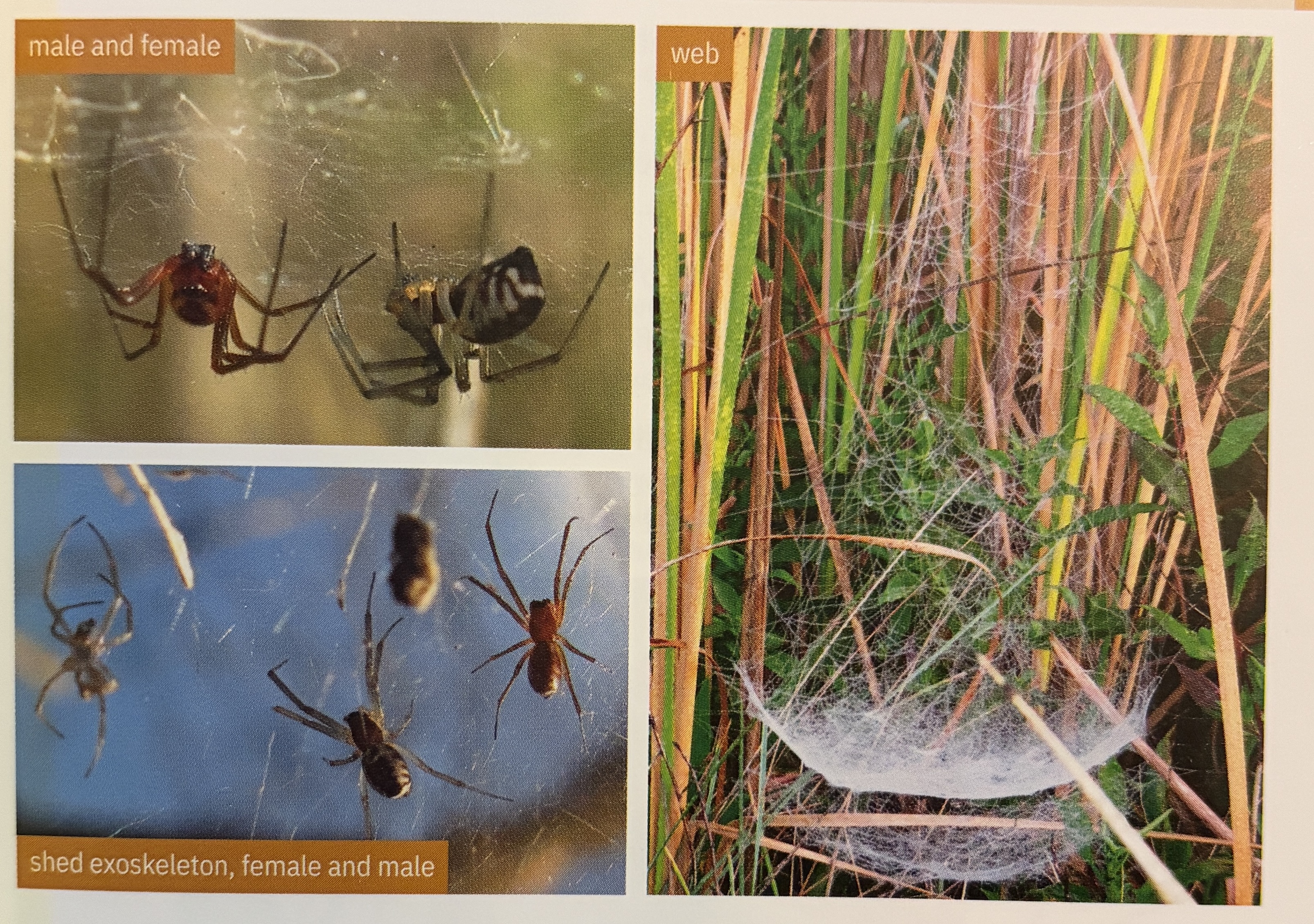 <p>Frontinella pyramitela - “bowl and doily weaver”</p><p>family: Linyphiidae</p>