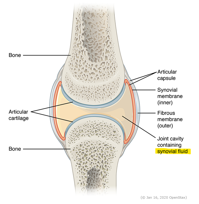 <p>what does synovial fluid do</p>