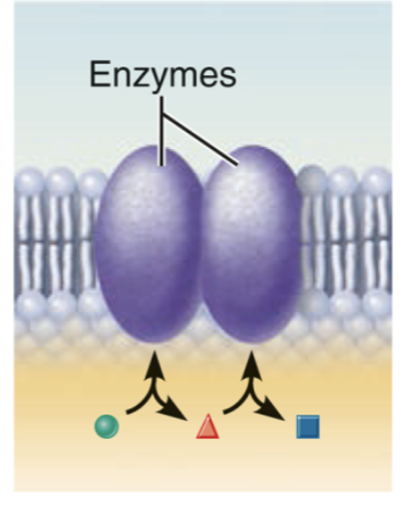 <ul><li><p>enzymes in the membrane allow cells to transform one substance into another </p></li><li><p>the active site of the enzyme may face the solution on either side of the membrane </p></li><li><p>a team of several enzymes in a membrane may catalyze sequential steps of a metabolic pathway </p></li></ul><p></p>