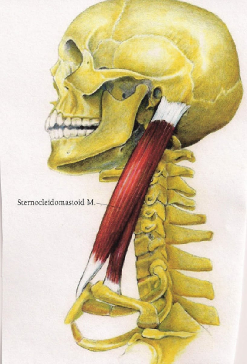<p>sternal: upper part of anterior surface of manubrium of sternum</p><p>clavicular: superior surface of medial 1/3 of clavicle</p>