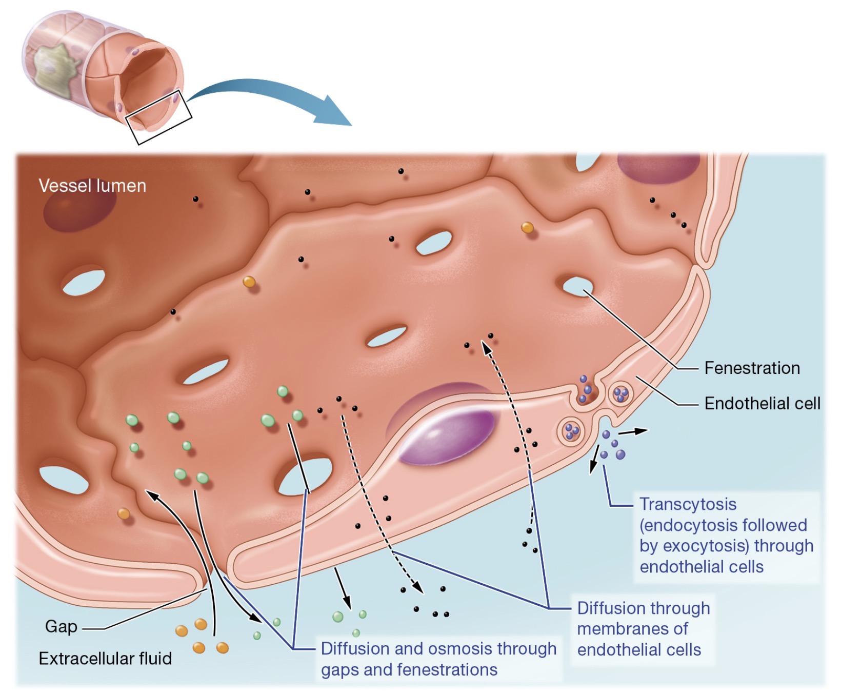 <p>diffusion and osmosis through gasps and fenestrations: tight junctions btw mant endothelial cells are incomplete &amp; leave sm gasps btw endothelial cells</p><p>diffusion through the membranes of endothelial cells: lipid-soluble substances such as O2, CO2, &amp; certain lipids can enter or exit the capillary</p><p>transcytosis: lg substances must cross the endothelial cells by transcytosis</p><p>fig 18.12</p>