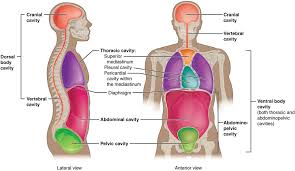 <p>It contains the VISCERA/guts. </p><p>1) Thoracic cavity: </p><p>        a)pleural cavity: right/left, contains lungs. </p><p>        b) mediastinum: between pleural cavities, contains thymus, lymph,  esophagus, trachea (inside: PERICARDIAL - heart)</p><p>2) Abdominopelvic cavity:</p><p>        a) abdominal cavity: contains digestive organs (stomach, spleen, liver, gallbladder, small/large intestines)</p><p>        b) pelvic cavity: bladder, reproductive organs</p>