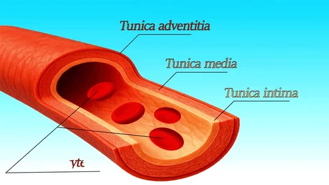 <p><strong>endothelium</strong>: endothelial cells <strong>produces serous mucous</strong> lining to <strong>ease blood flow</strong></p><p>inner layer of artery</p>