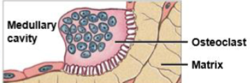 <p>multinucleate cell that secretes acids and enzymes to dissolve bone matrix</p>