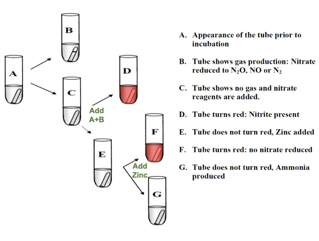 <p>Positive result (clear) = organism reduce nitrate but it went beyond Nitrite and produce Ammonia or other nitrogen gas.</p>