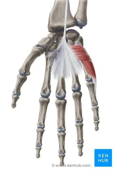<p>What are all the muscles in the hypothenar eminence innervated by?</p>