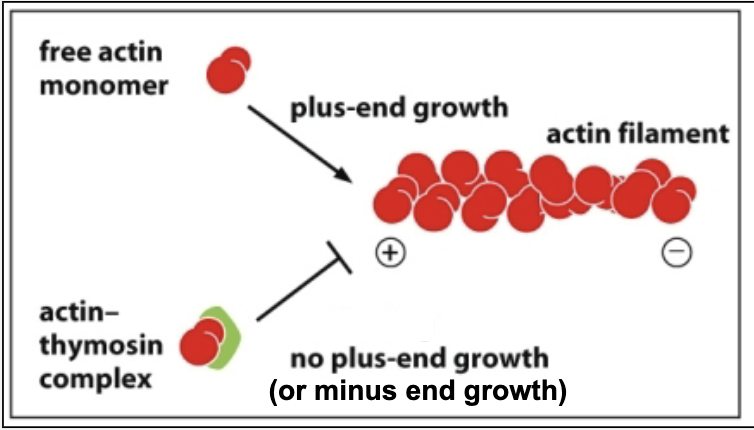 <ul><li><p>tymosin binds monomers in a way that inhibits addition at both ends of actin filaments </p></li></ul><p></p>