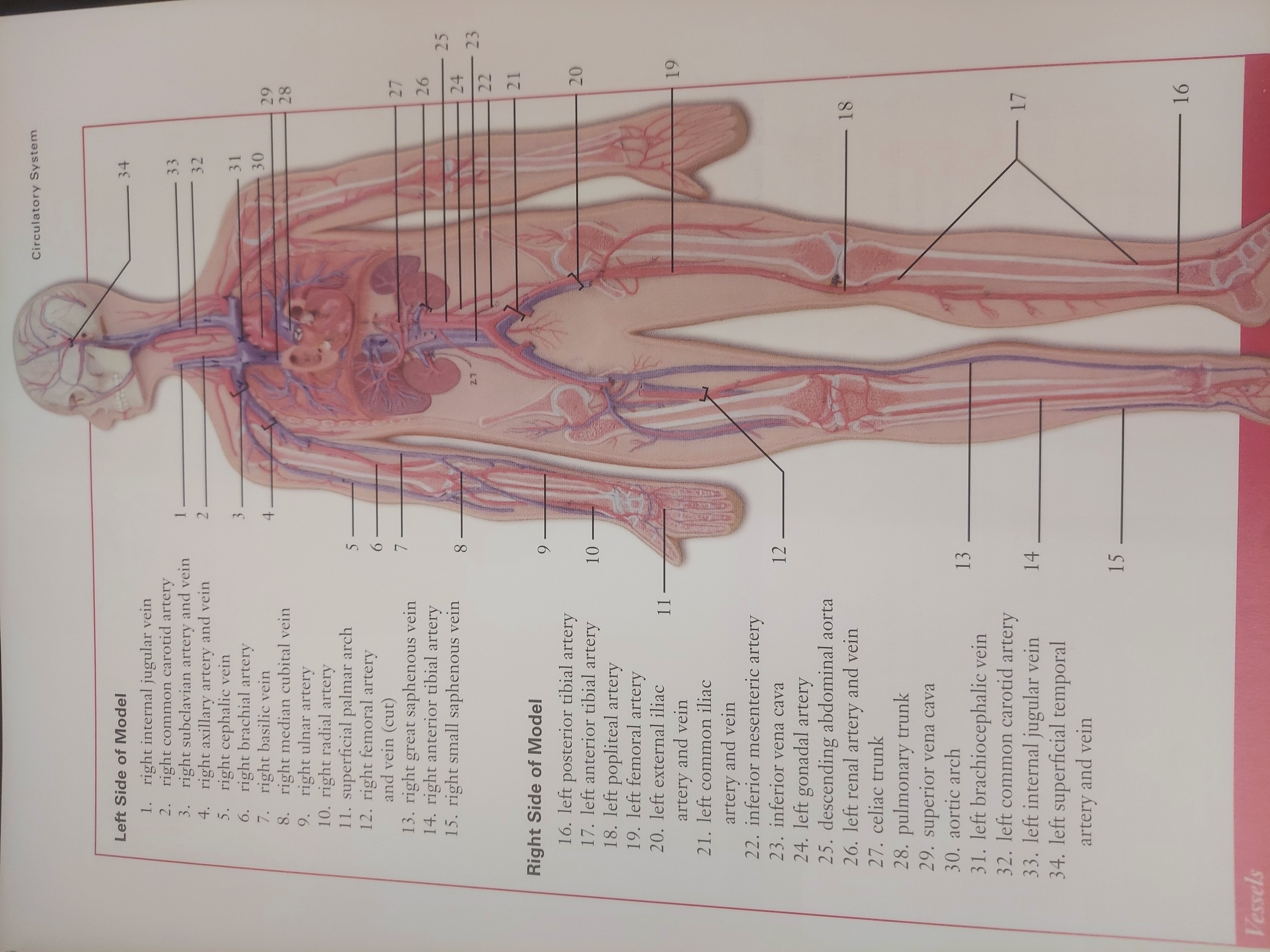<p>cephalic and basilic veins are connected by this vein on the anterior side of the elbow</p>
