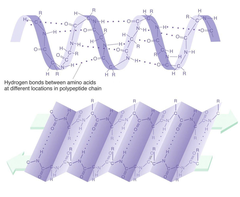 <p>Alpha Helix:</p><p>Shape: Spiral or coil.</p><p>Stabilization: Hydrogen bonds formed between the carbonyl oxygen and amide hydrogen of amino acids, about three residues apart.</p><p>Geometry: Approximately 3.6 amino acid residues per turn.</p><p>Flexibility: Relatively rigid structure.</p><p>Beta Pleated Sheet:</p><p>Shape: Flat sheet-like structure.</p><p>Stabilization: Hydrogen bonds formed between adjacent strands, running perpendicular to the polypeptide chain.</p><p>Geometry: Strands can be parallel or antiparallel.</p><p>Flexibility: More flexible compared to the alpha helix.</p><p>Similarities:</p><p>- Both structures are stabilized by hydrogen bonding.</p><p>- Both are secondary structures found in proteins, made from amino acid building blocks.</p>