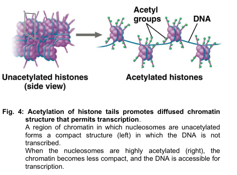 <ul><li><p>the N terminus of each histone in a nucleosome protrudes outwards from the nucleosome</p></li><li><p>for every nucleosome, 8 histone N-termini protrude outwards - protrusions known as <strong>histone tails</strong></p></li></ul><ol><li><p>histone tails are rich in <strong>lysine</strong> residues, which are<strong> positively-charged</strong></p></li><li><p>they interact strongly with the <strong>negatively-charged</strong> phosphate groups of the<strong> DNA backbone </strong>and increase the affinity of DNA for the nucleosome surface (bind more strongly)</p></li></ol><ul><li><p>these histone tails are accessible to various modifying enzymes, which catalyse the <u>addition or removal of specific chemical groups</u></p></li><li><p>these chemical groups <u>alter the tightness of DNA winding</u> around the histone, thus altering the ease of transcription initiation</p></li></ul><p></p><p></p><p></p><p></p>