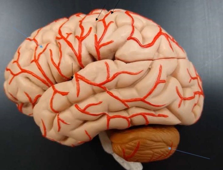 <p>Which gyri is posterior (black arrow, center of brain, onto the right)?</p>