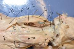 <p>G</p>