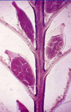 <p>¿Qué es? Taxonomia</p>