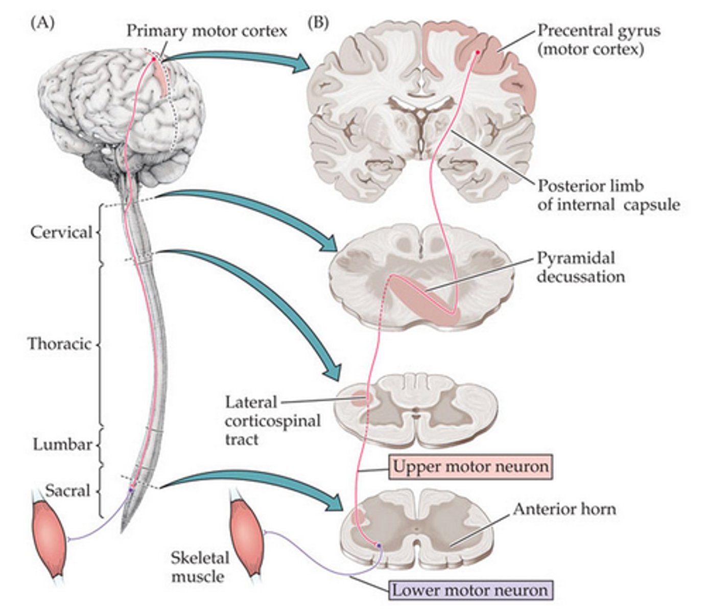 <p>Controls skeletal movement</p>