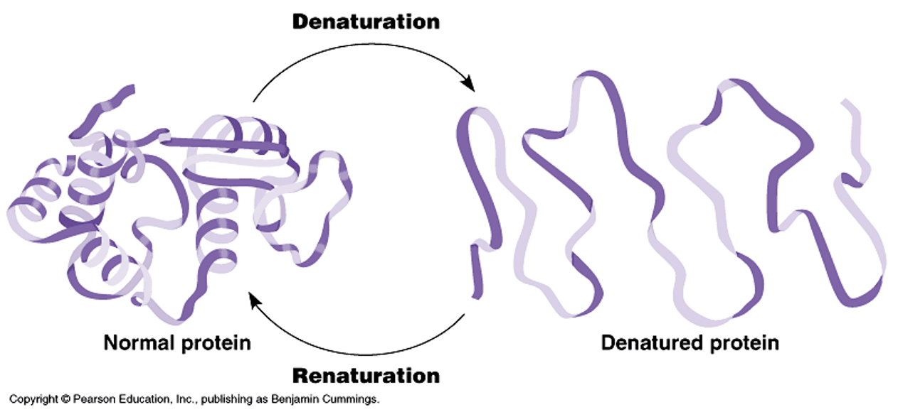<p>process when a protein structure is altered and damaged due to environment, chaperone proteins repair denatured proteins and restore structure and function</p>