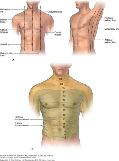<p>chest</p>