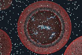 <p>First single-cell organism </p>