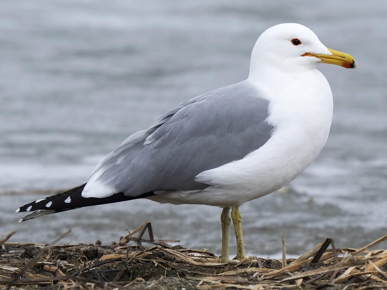 <p>California gull </p><p>*Must know vocalization </p>