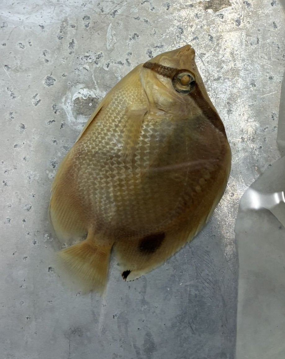 <p>Family Chaetodontidae (butterflyfishes) - <em>Chaetodon ocellatus</em></p>