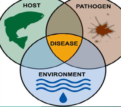 <p>What is the disease Triad</p>