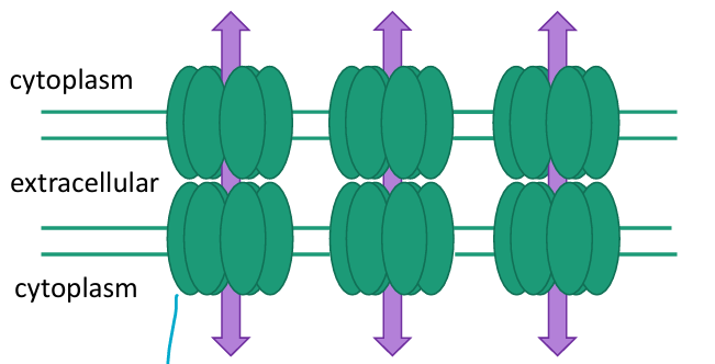 <p>______ allow direct communication between the cytoplasm of two cells, allowing passage of ions and small molecules between neighboring cells</p>